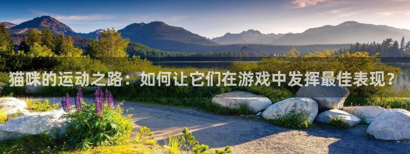 球王会体育：猫咪的运动之路：如何让它们在游戏中发挥最佳表现？